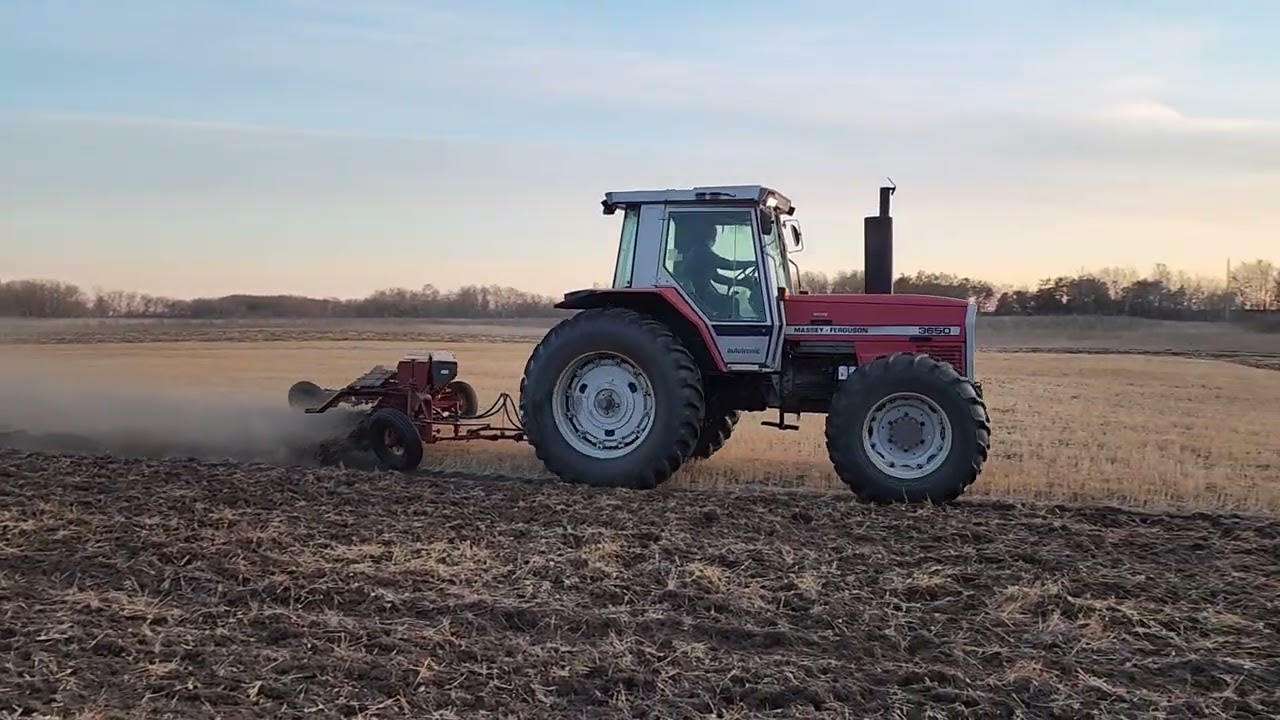 Massey Ferguson 3650 at Work - Fall Tillage with MF 3650 and MF 36