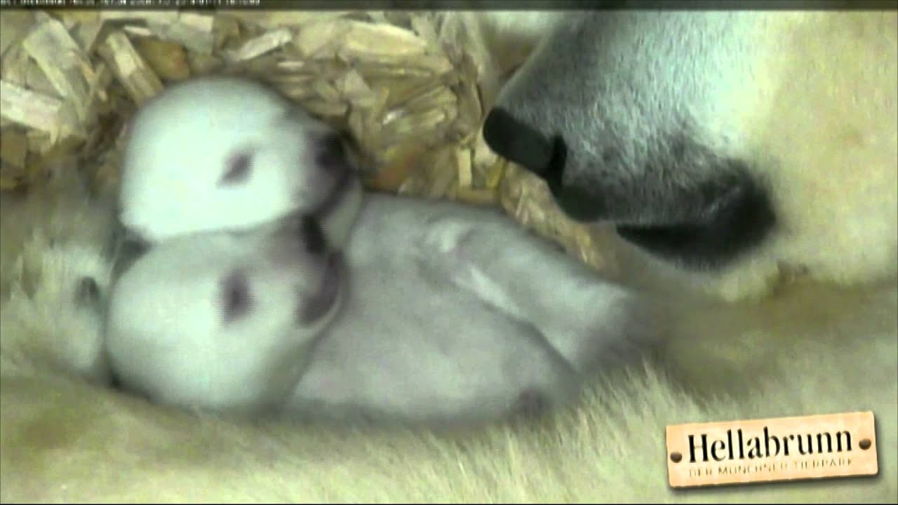 Des images uniques de deux bébés ours blancs