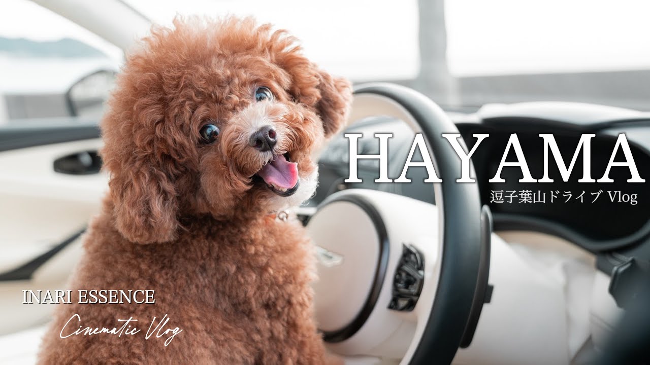 【4K Cinematic Vlog】逗子葉山へアストンマーティンでドライブ｜愛犬と行ける絶品カフェ2選｜森戸神社と海辺を散策｜30代 独身 × トイプードル いなり