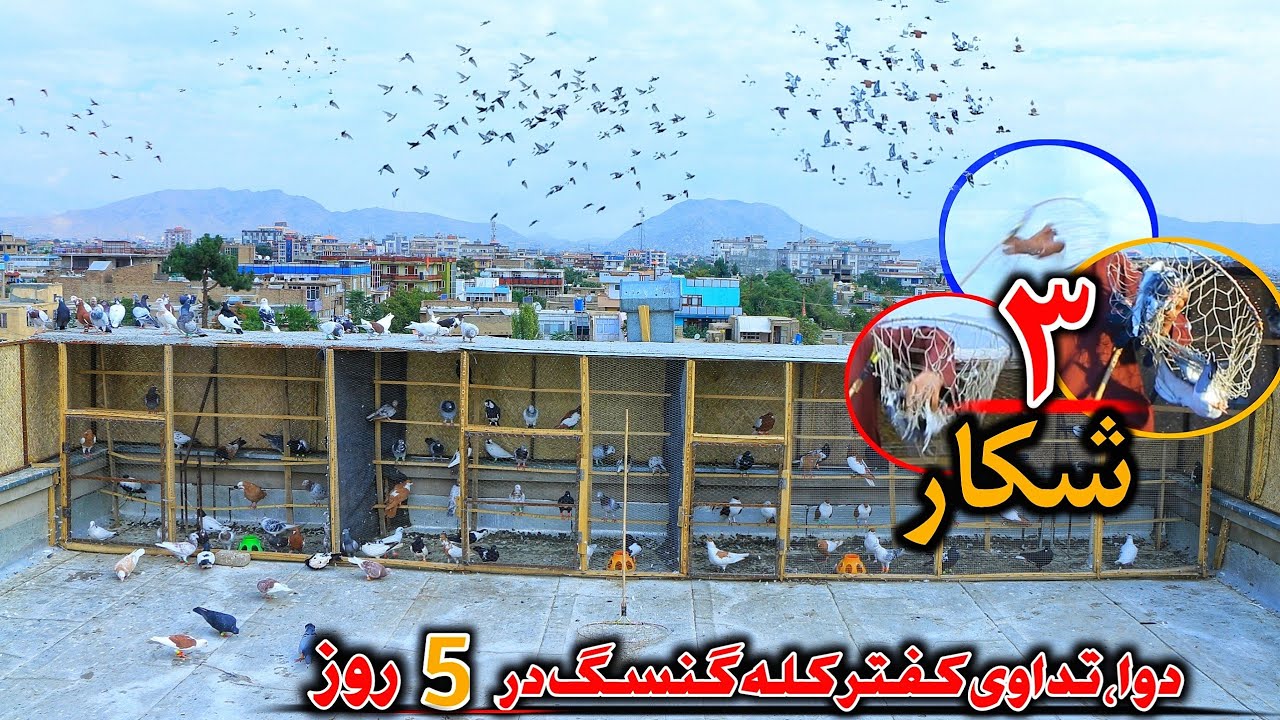 ۳ جالبترین شکار تاریخ- دوا،  تدادی کفتر گنسگ در مدت ۵ روز با ضمانت| Fantastic Moments of hunting ...