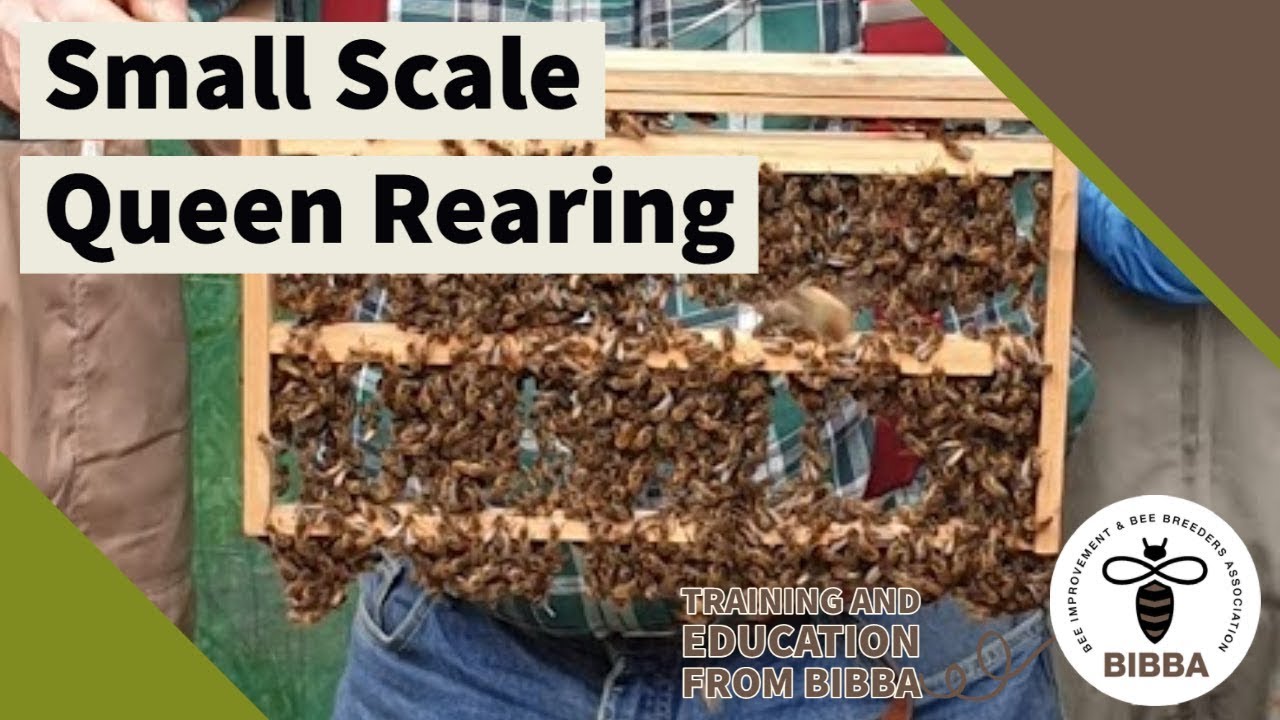 Small scale queen rearing - Roger Patterson (new version)
