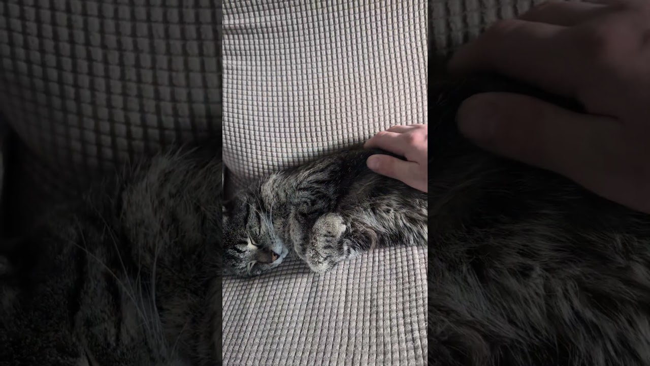 Bob sleeping away on his chair earlier today,🤗🤗 