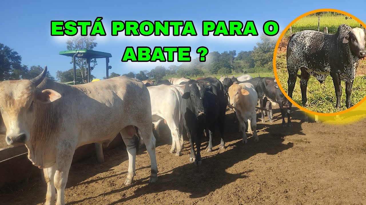 🛑 O QUE AVALIAR ANTES DO ABATE ?