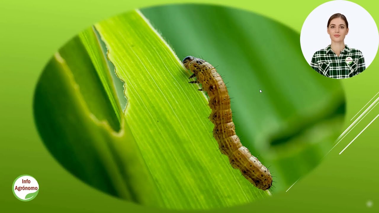 Momento optimo para CONTROLAR EL GUSANO COGOLLERO