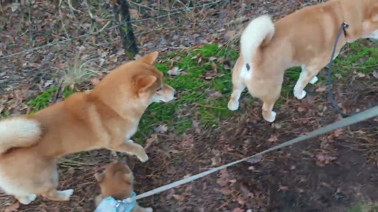 Day 51: Walking on leash with my oldest Shiba Renzo and Coda's two half-sisters Naomi and Lily. 