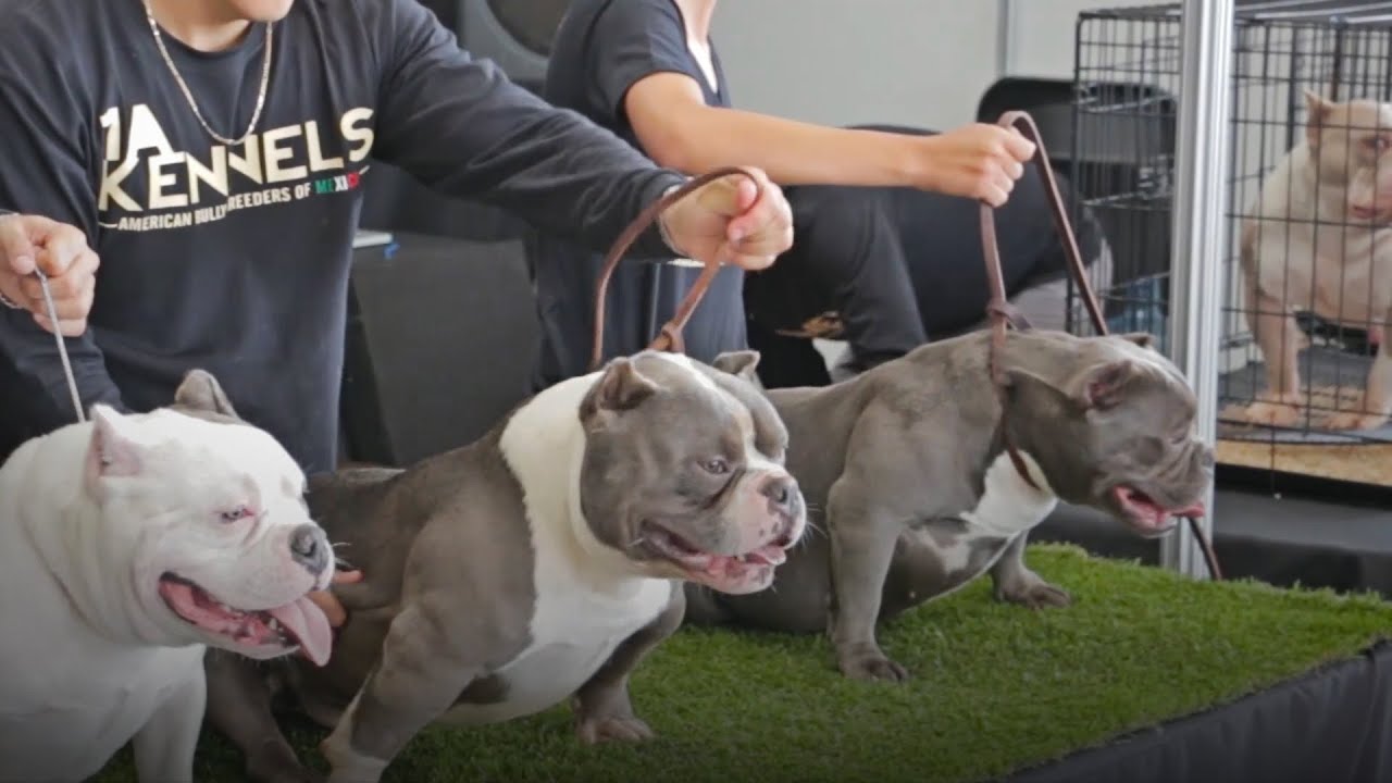 1AKENNELS FCM, FCI SHOW 2016