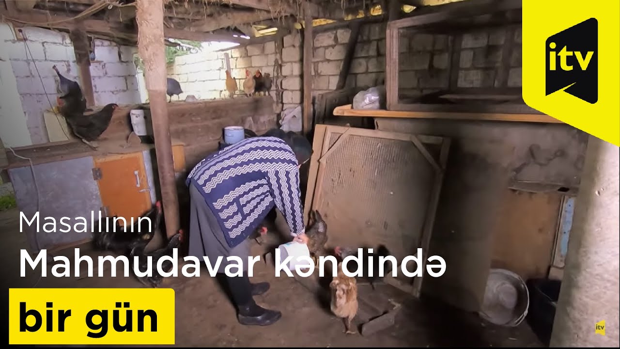 Masallının Mahmudavar kəndində bir gün