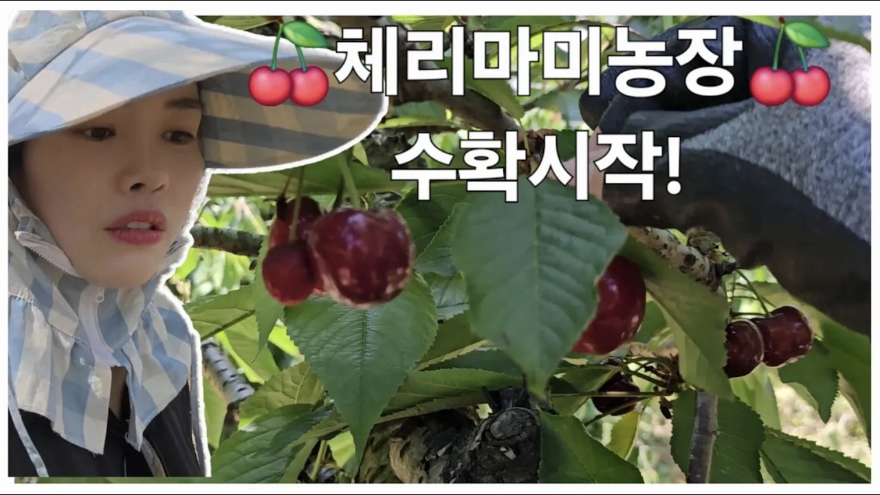 25년도 체리 수확을 시작합니다!!~