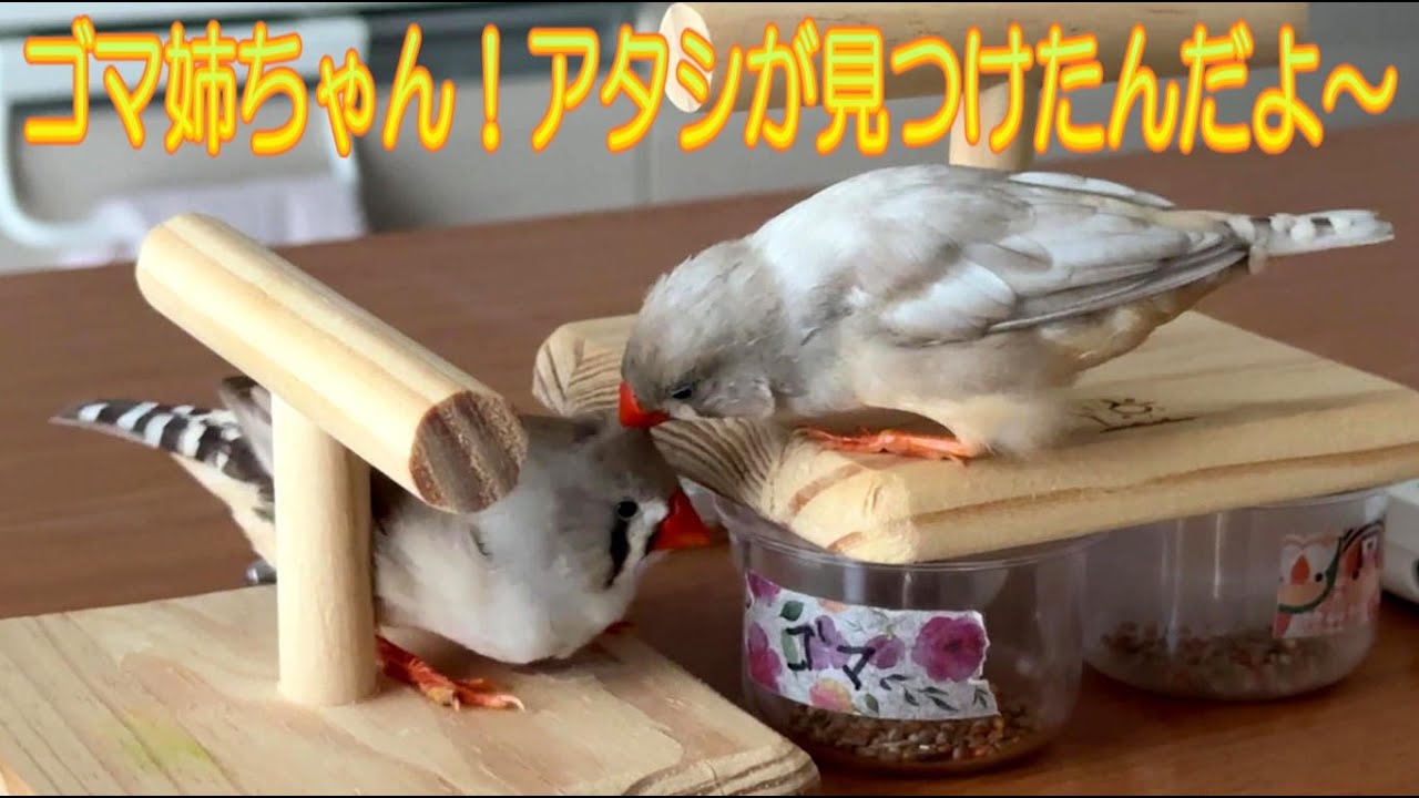 2024.9.24夕飯を見つけたキンカチョウ姉妹の行動　The actions of the Zebra finch sisters when they find their dinner
