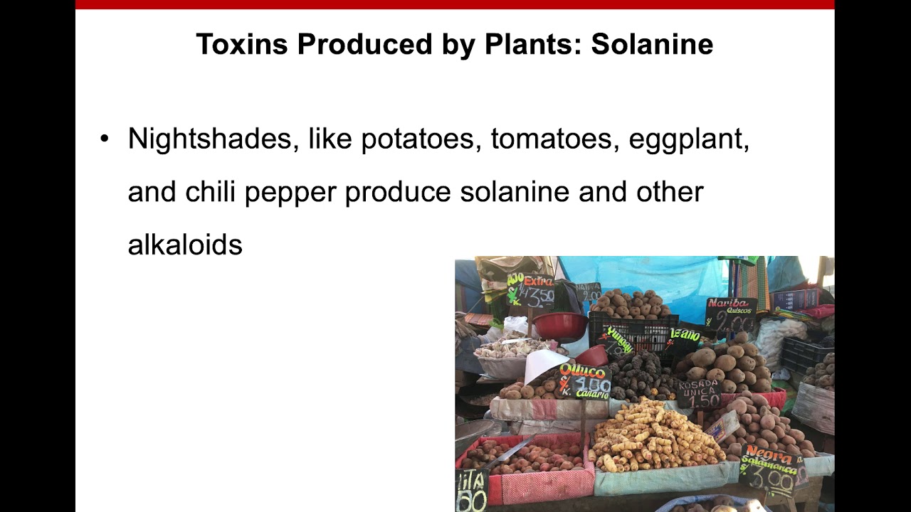 8. Food Toxicology: Plant Toxins