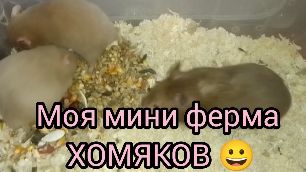 Все мои 12 хомяков. #хомяки 