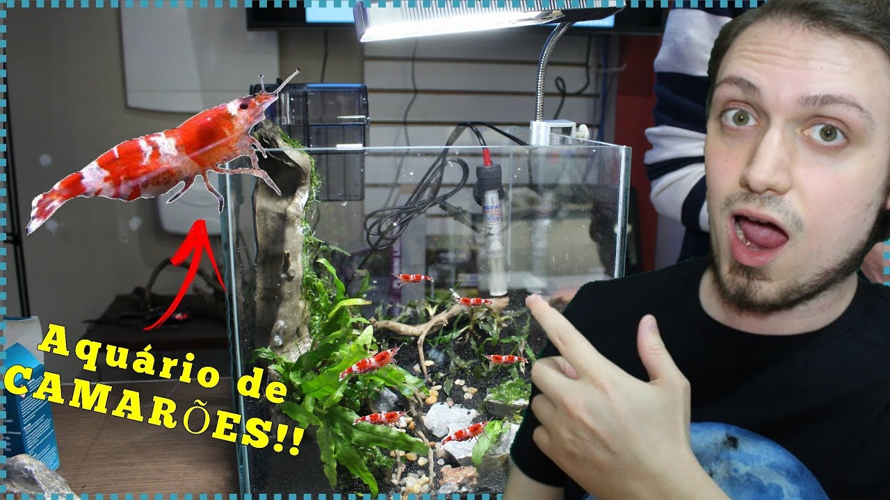 Montando um aquário de CAMARÕES plantado!