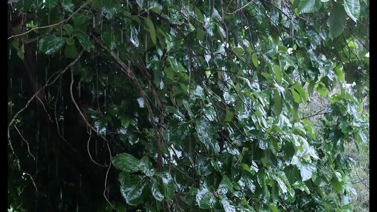 Mit dem Regen einschlafen | Meditation  |  Einschlafen
