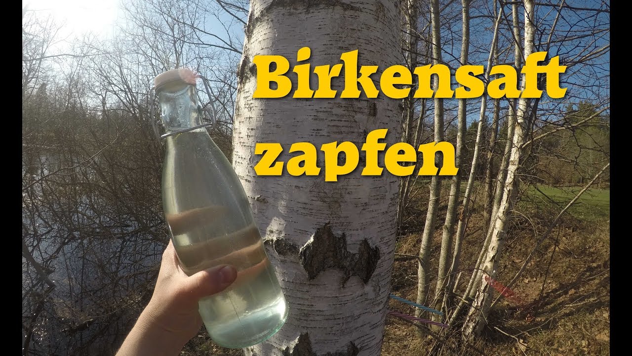 Frühlingsglück durch Birkensaft / Birkenwasser zapfen