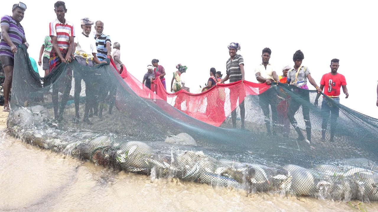 100's of Peoples group Net fishing in Rameshwaram | Karaivalai meen pidithal