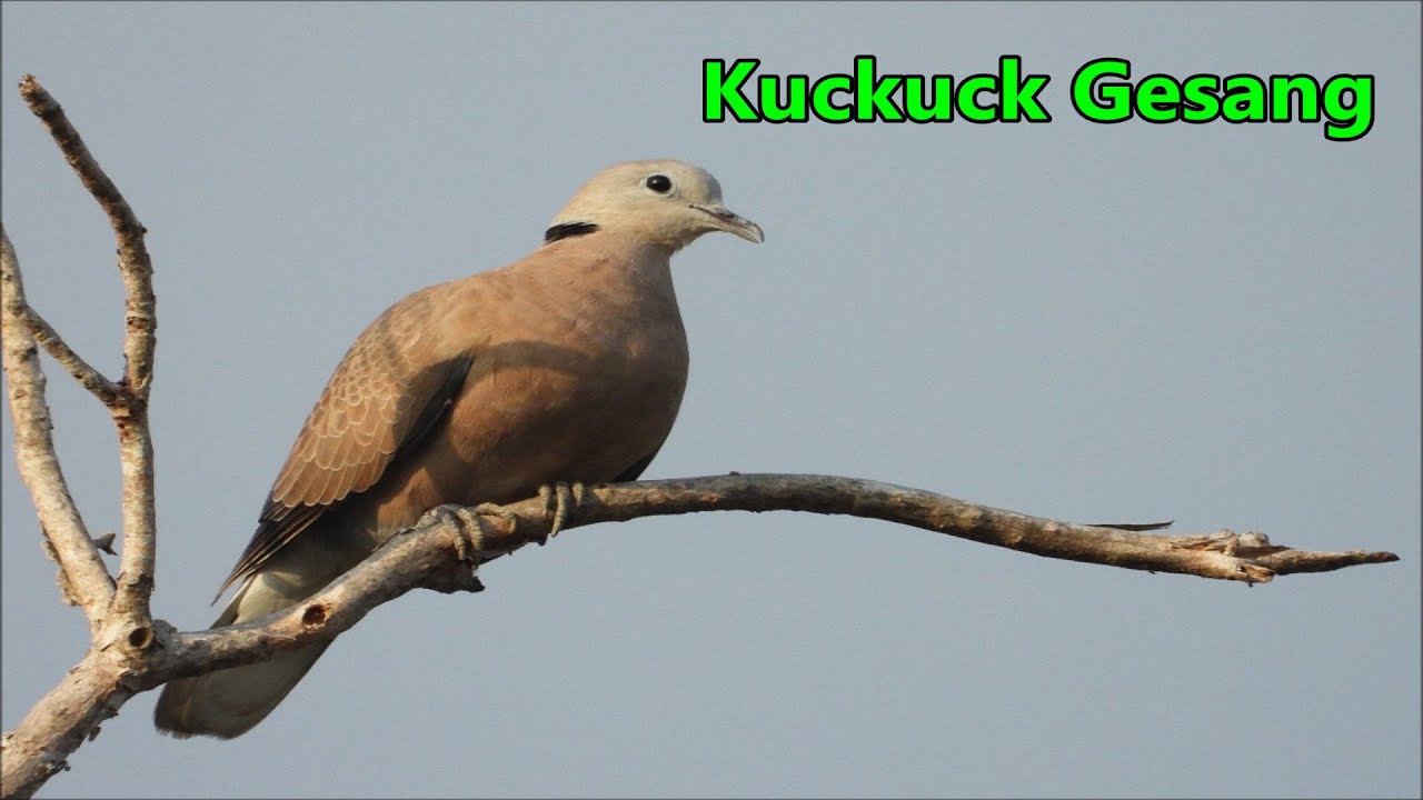Kuckuck Ger&auml;usch Kuckuck Gesang Sound