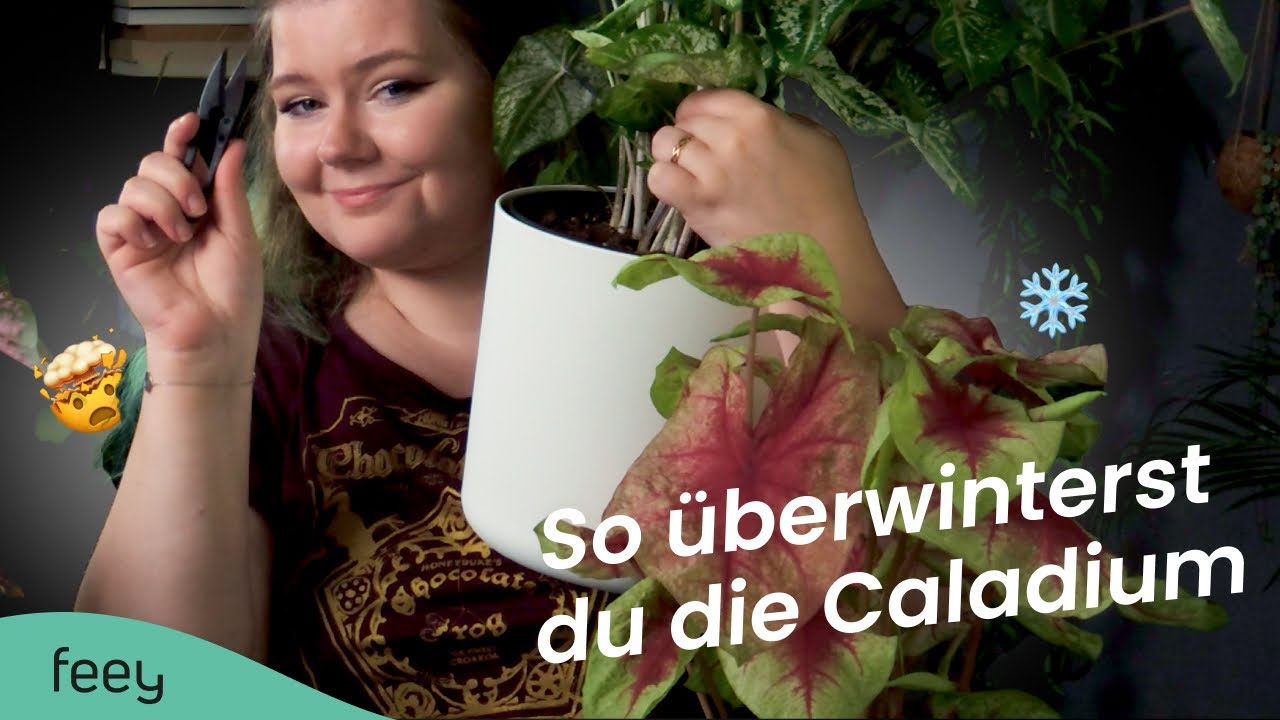 Caladium (Buntwurz) &uuml;berwintern