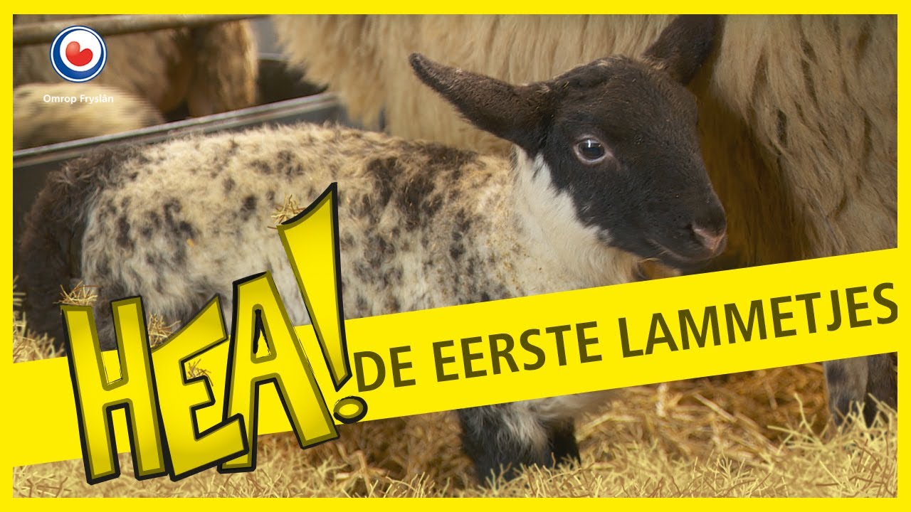 HEA! De eerste lammetjes