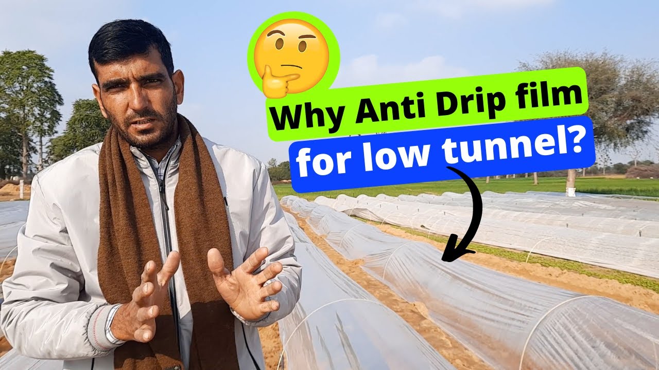 Why Anti Drip film for low tunnel?
