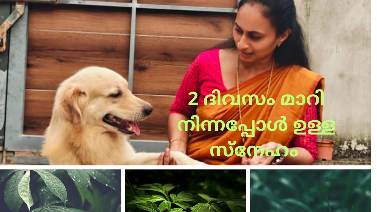 2 ദിവസം വീട്ടിൽ നിന്നിട്ടു വന്നപ്പോൾ ഉള്ള പുകിൽ...🥰 #ourheaven #minivlog #leodog #lovedog #care