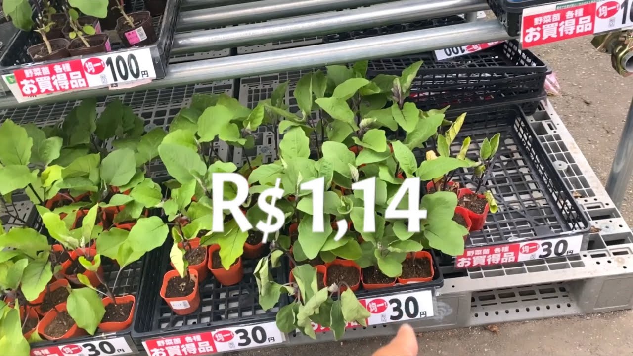 VIDA  SIMPLES NO JAPÃO COMPREI MUDAS