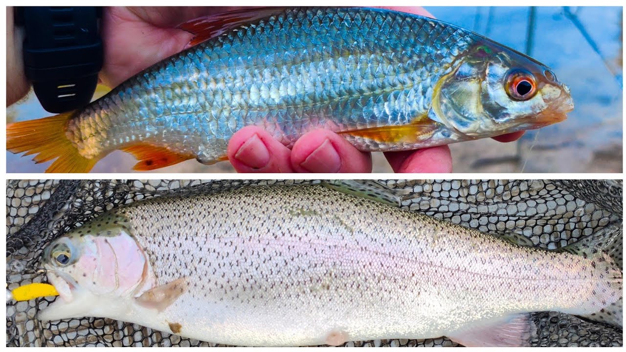 Рыбалка на пруду Эйлдон, озере Эйлдон и дороге Скайлайн