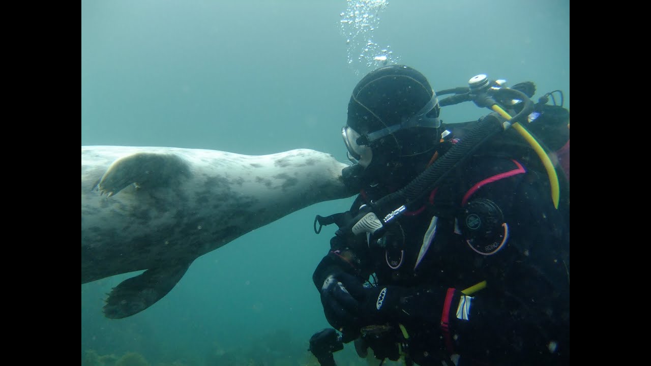 Lundy Seal Diving 2020