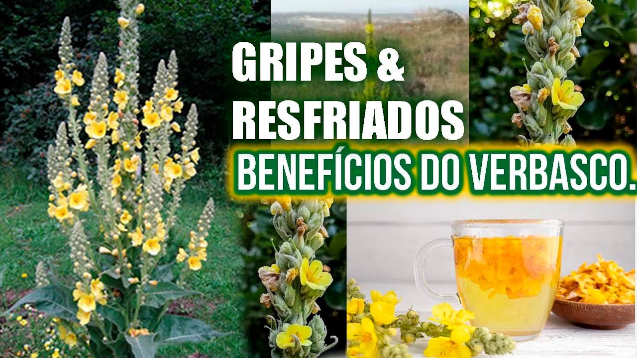 BENEFÍCIOS DO VERBASCO.