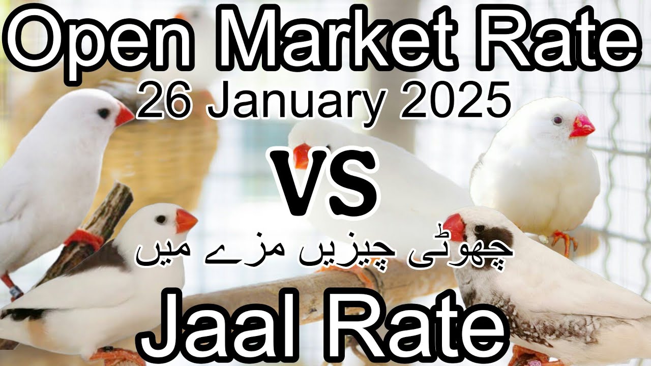 Birds price in karachi pakistan January 26, 2025 | Open market rate update | Jaal rate update