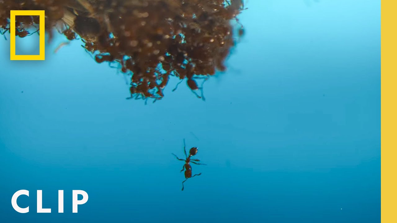 Огненные муравьи в бассейне | Жизнь настоящего насекомого | National Geographic