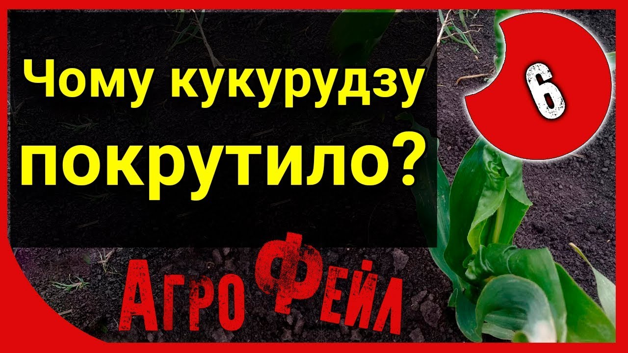 Чому кукурудзу покрутило? АгроФейл 6