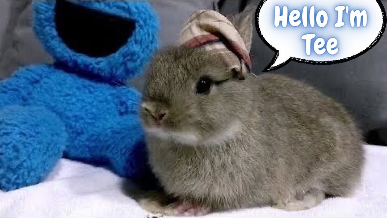 Baby Dwarf Bunny That Loves To Be Groomed And Brushed  [3]