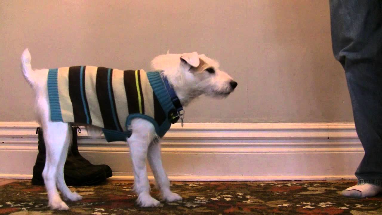 Max, the Angry Jack Russell, Gets a New Sweater