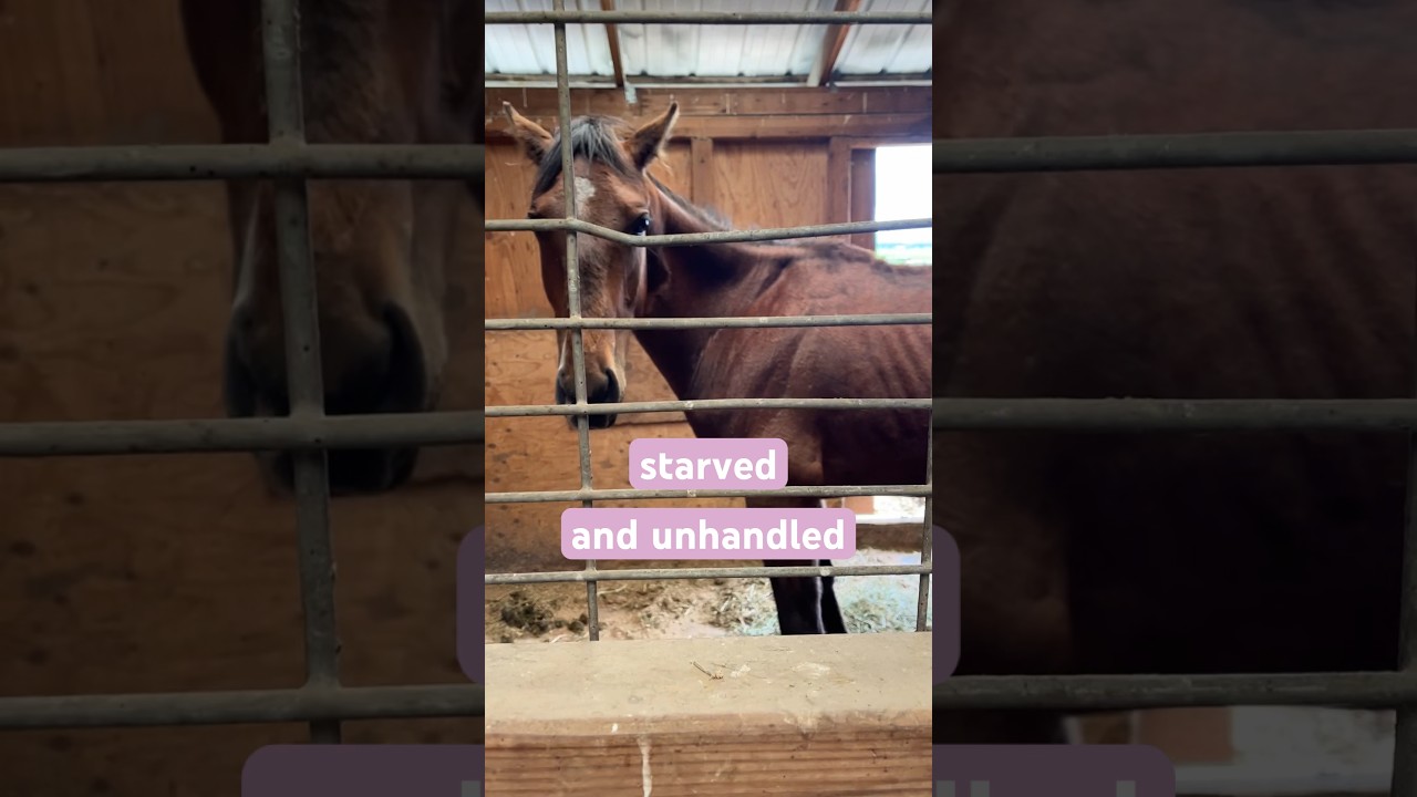 🤯You won’t believe this transformation!  ❤️Rescue Horse ❤️one year later 