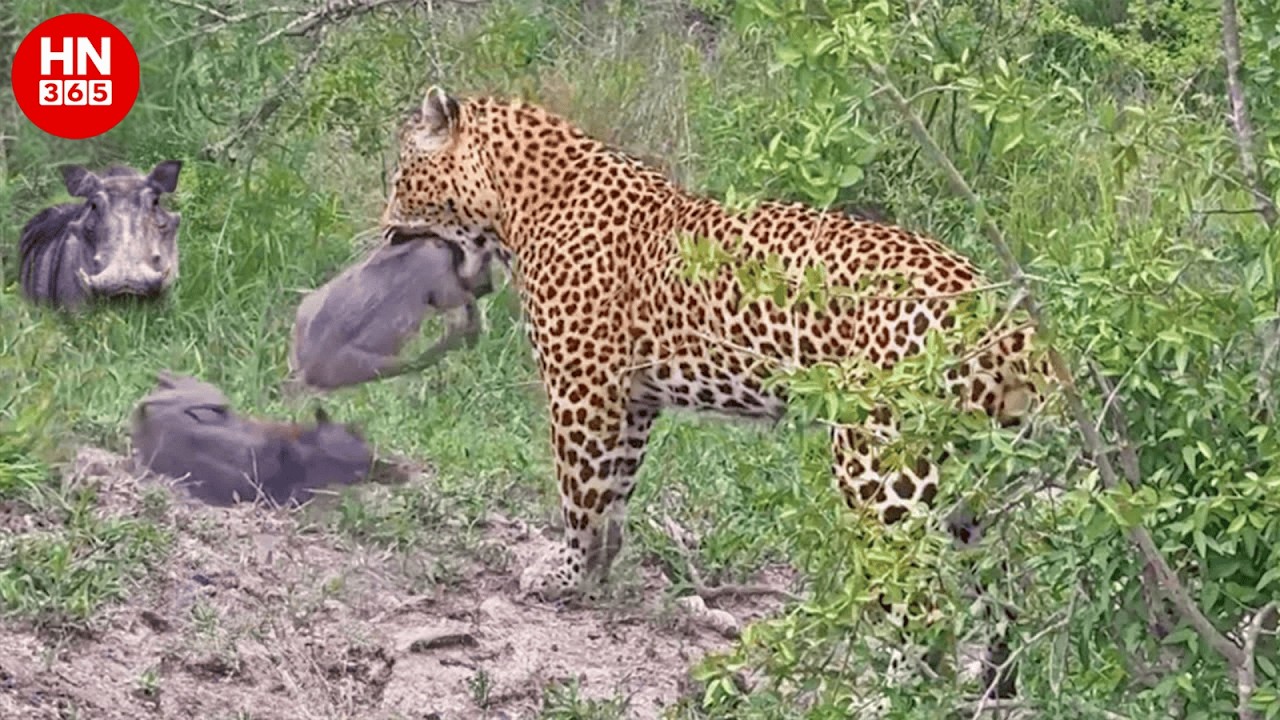 Warthog Facing Predators &ndash; The Brutal Struggle for Survival #animaldocumentary | Hidden Nature