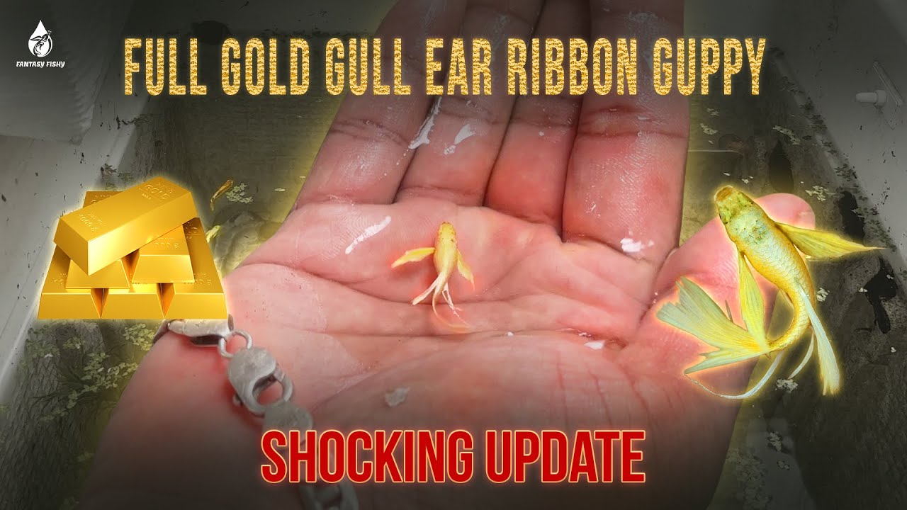 Golden Gull Ear Ribbon Guppy shocking update 😔💔 | தமிழ்| 