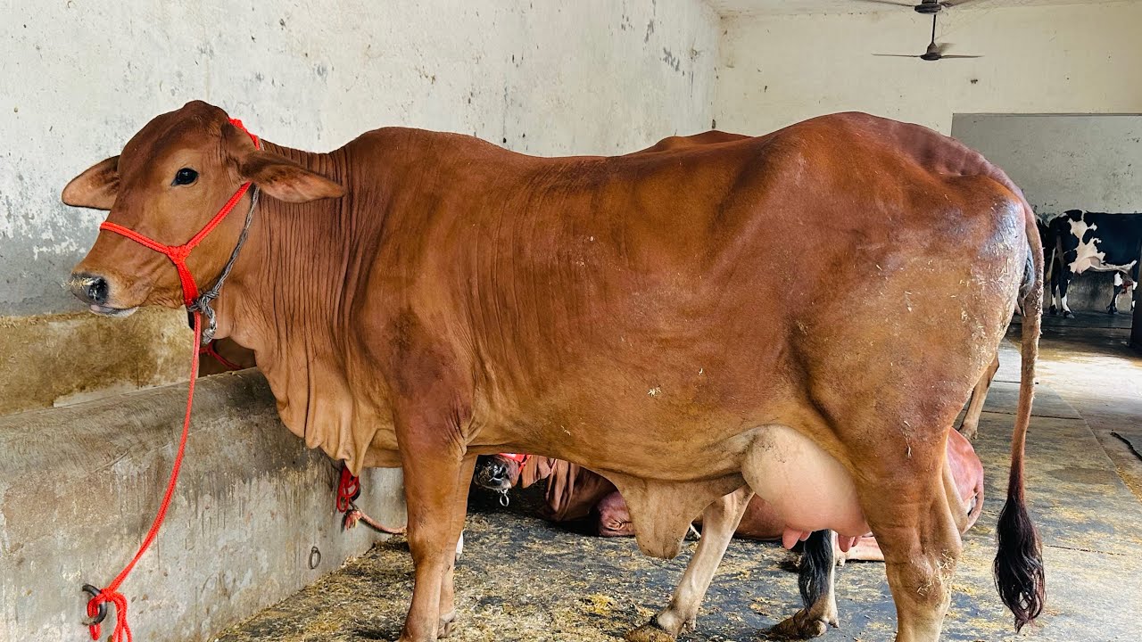 Show quality sahiwal cow for sale // #topbreed sahiwal cow // #competitionlevel sahiwal cow for sale
