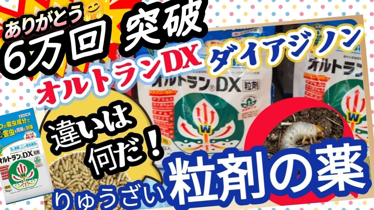 【バラの害虫　駆除薬✅】違いは何だ？オルトラン✅・ダイアジノン✅・べニカ✅　農薬✅の使用制限回数についても考えます。薬品のスペックを使いこなしコガネムシ幼虫を向かい打て！