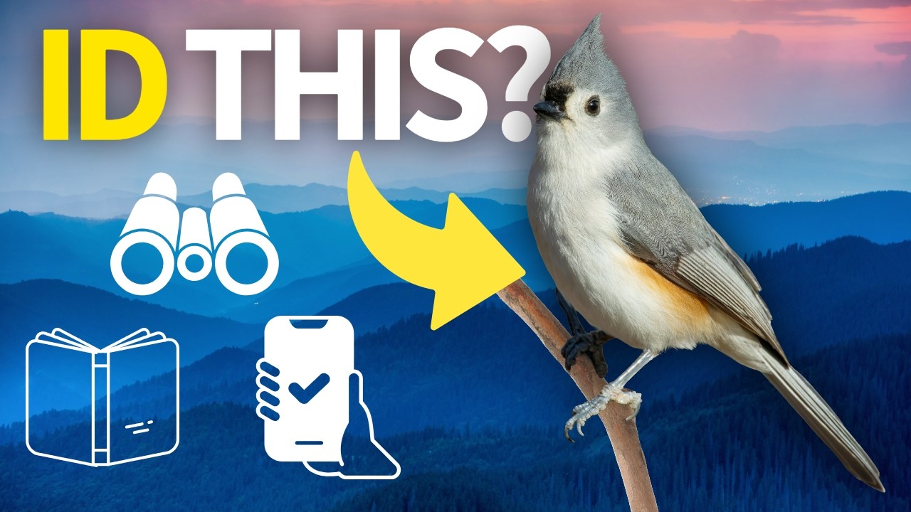 The Best Tools for Identifying Birds (Beginner to Pro)