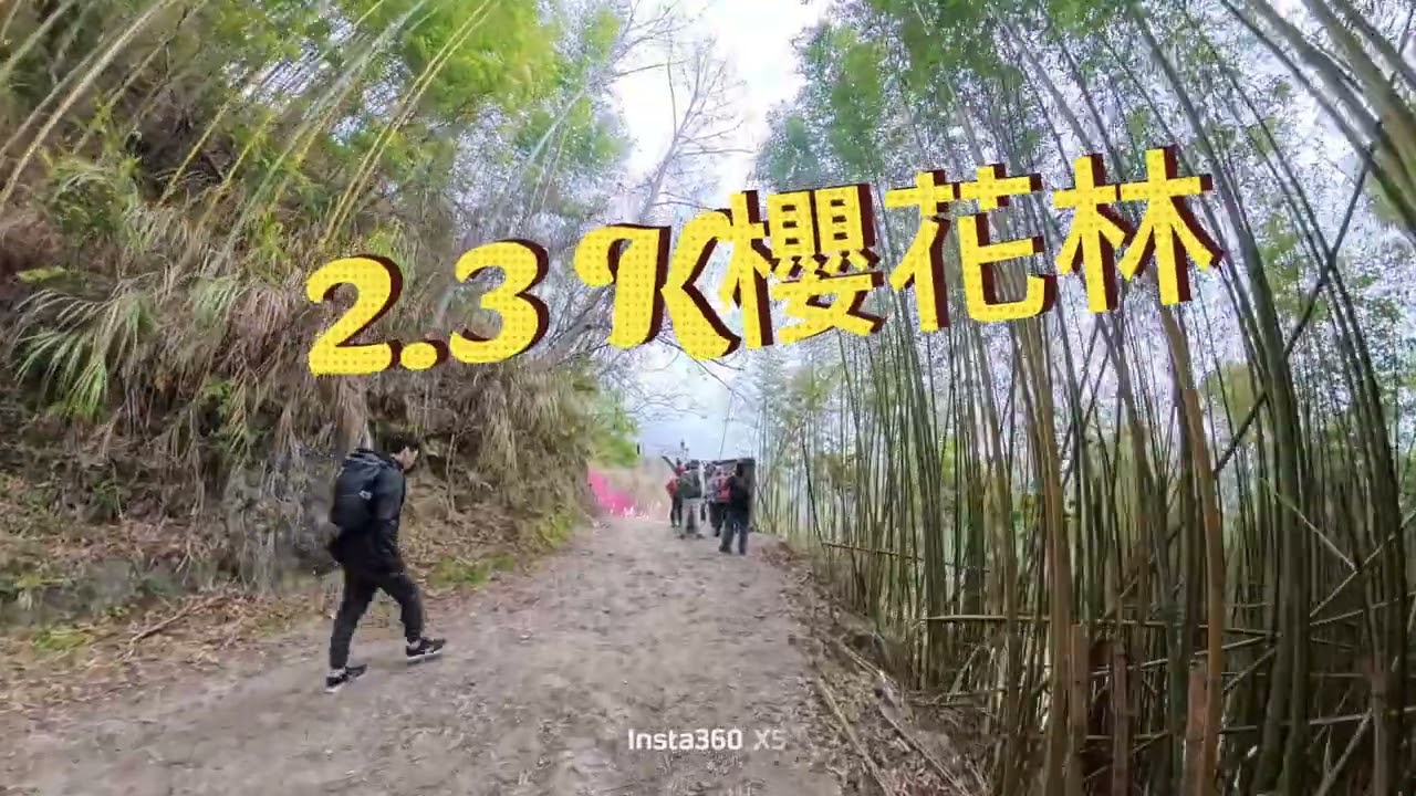 20260220司馬庫斯賞櫻之旅
