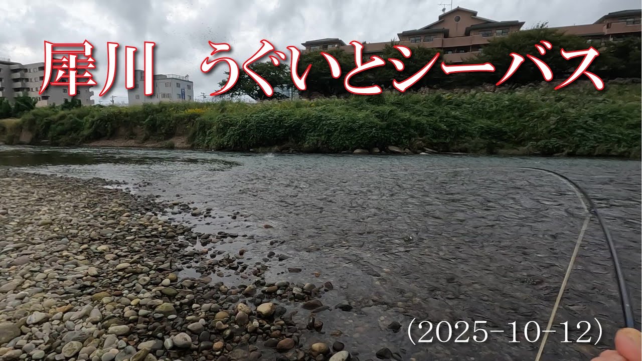 犀川 うぐいとシーバス 2025-10-12