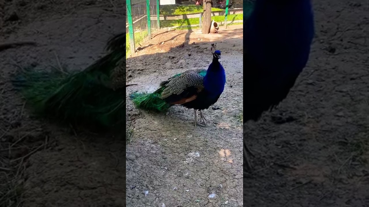 Păun