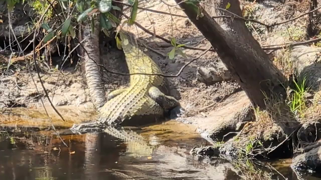 Wide Girth on Huge Alligator Half Way in the River on Flagler Trail South! Oviedo, Florida 