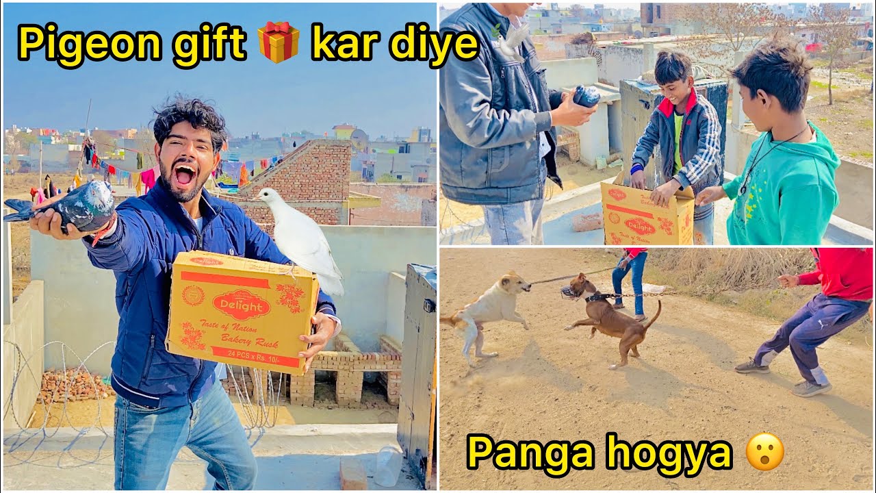 New pigeon gift kiya 🕊️ ( Roxy ( bully ) ka matter hogya tagda 😳