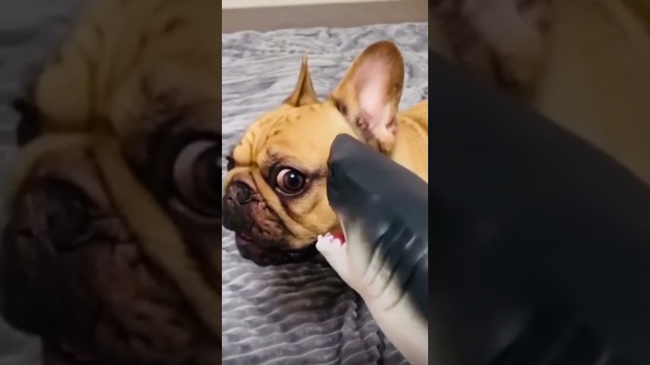 funny dog reacts to shark prank - try not to laugh