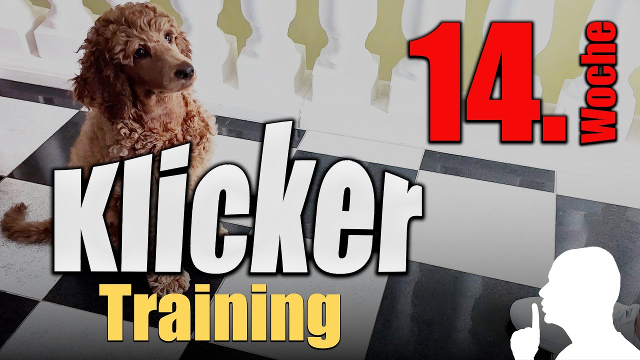 Klicker-Training schon im Welpenalter, Klassische Konditionierung Klicker,  Schau Kommando.