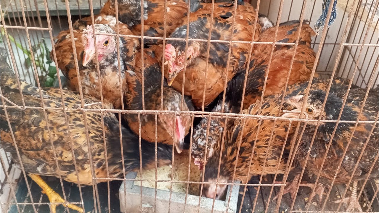 বারান্দায় দেশি মুরগির পালন করে। এর  সুস্বাদু মাংস উপভোগ করার উপায়।#shampa2001 