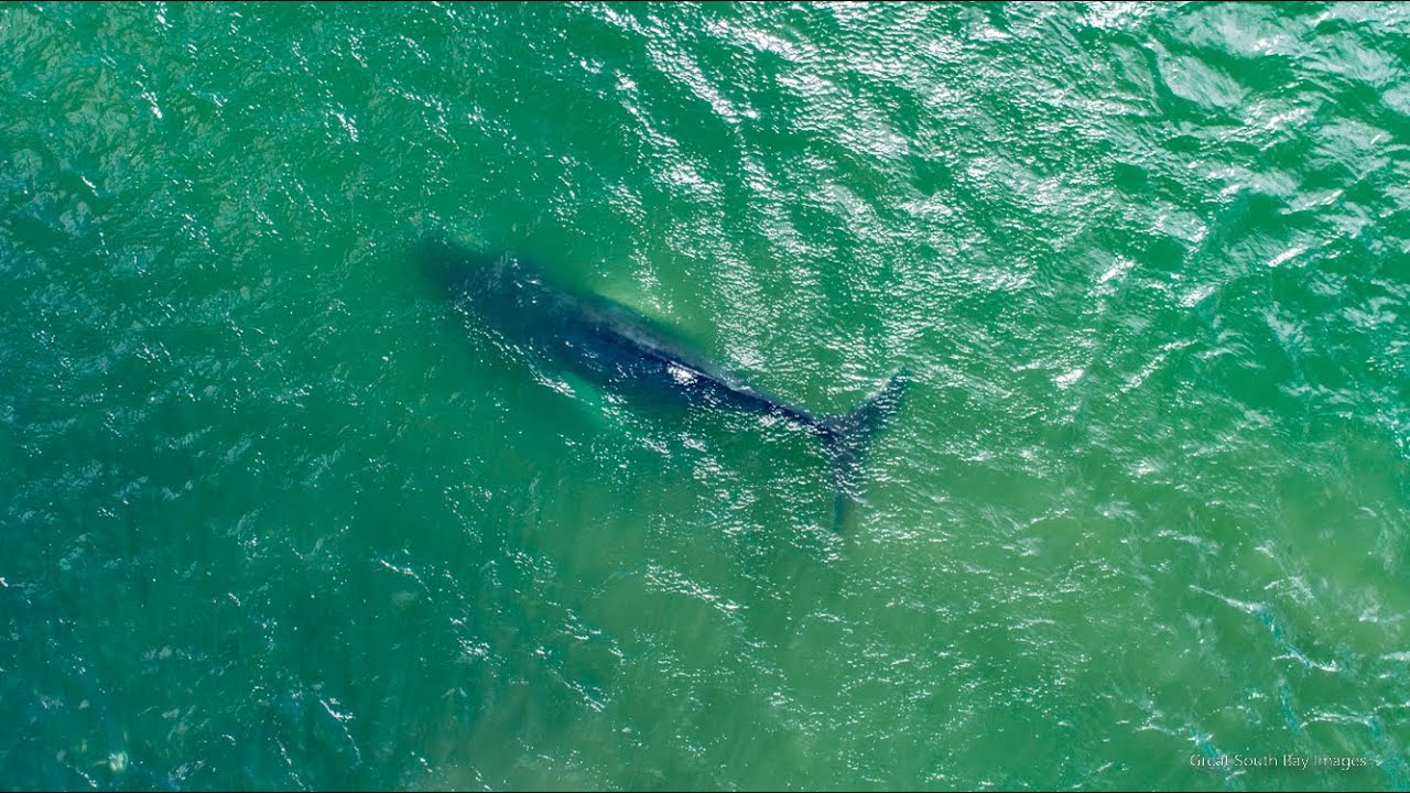 Humpback Whale and Bunker off Fire Island NY