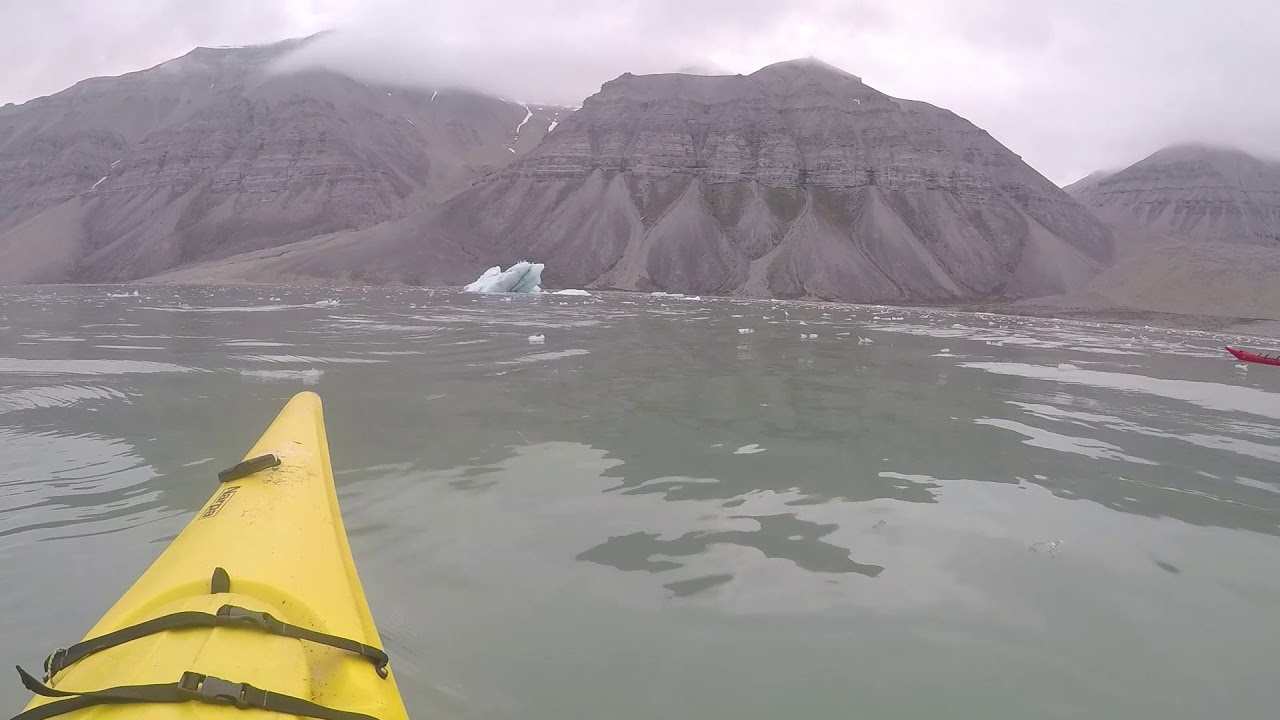 Kayakers meet beluga whales (white whales)