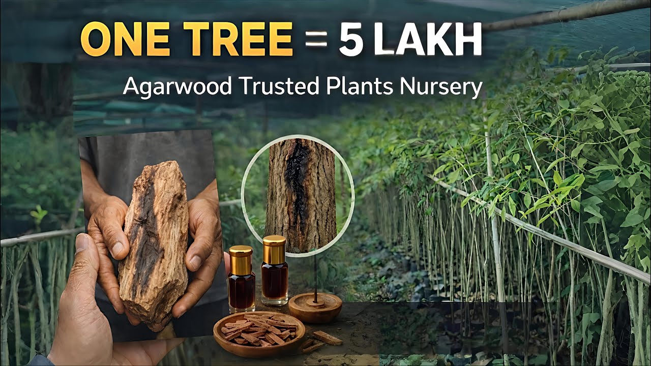 Agarwood Farming Scam or Real ? Full Investment Reality I| Agarwood wood full details Video | 